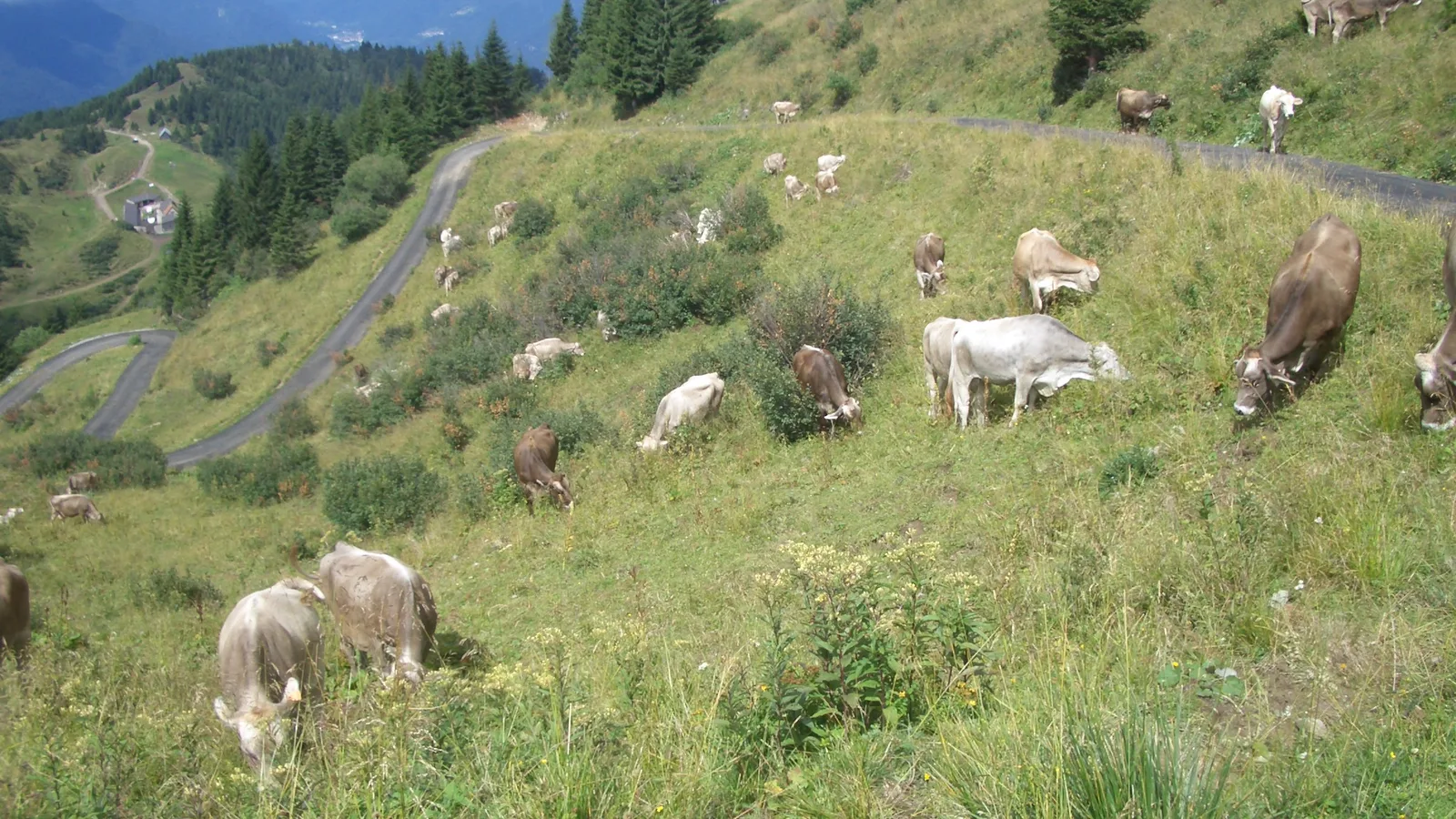 Giro 2027: Mortirolo due volte in un giorno? Cosa è vero